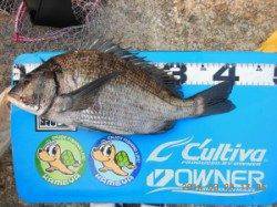 投げ釣りでアイナメ４本！！ 三尾の磯・松ケ下