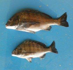 日引磯でチヌ48.8cmを頭に2匹の釣果