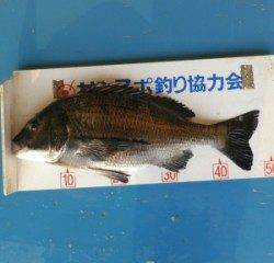 日引磯でチヌ48.8cmを頭に2匹の釣果