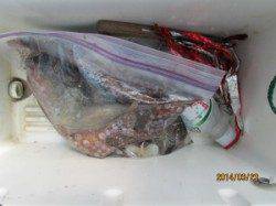 田井の一文字でタコ・チヌ、いいサイズ上がりました