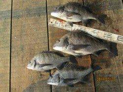 田井の一文字でタコ・チヌ、いいサイズ上がりました