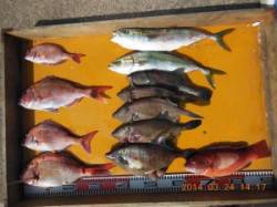 茶釜のカゴ釣りでマダイ４枚★ウマヅラ５枚☆…