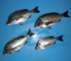 上瀬の地磯でチヌ、エサはボケ・シラサ・沖ア…