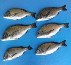 日引磯でチヌ43.4cmを頭に6匹の釣果