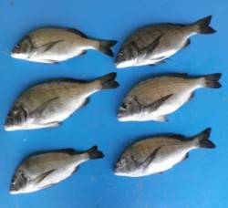 日引磯でチヌ43.4cmを頭に6匹の釣果