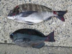 ケムリ島でのフカセ釣り、良型チヌとグレの釣…