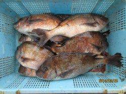 宮津・田井の海上釣り堀〜マダイ9枚