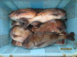 宮津・田井の海上釣り堀〜マダイ9枚