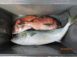 田井の釣り堀にてメジロ・マダイ