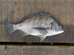 田井の一文字でチヌが上がっています