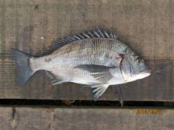 田井の一文字でチヌが上がっています