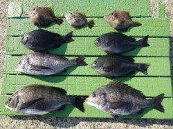 ヒラバエ、フカセ釣りでチヌ・グレ・カワハギの釣果