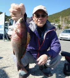 神谷沖一文字内向き、30cmの良型イサキ♪