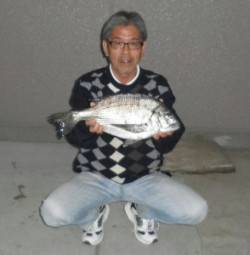 【28日】瀬崎の地磯でチヌ47cm！