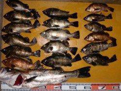 半夜でメバルにスズキ　条件も釣果もよかったです