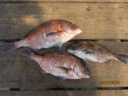 田井観光フィッシング、釣り堀の真鯛快釣！