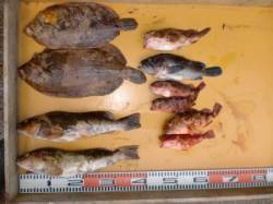 投げ釣りでアイナメ＆カレイ　サイズは40c…