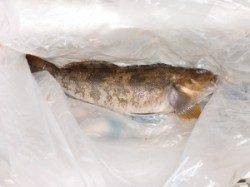 投げ釣りでアイナメ＆カレイ　サイズは40cmオーバーも♪