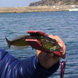 深日漁港　加太からのランガンもアナハゼ☆