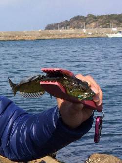 深日漁港　加太からのランガンもアナハゼ☆
