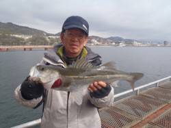 須磨海釣り公園　落とし込みでハネ50cm