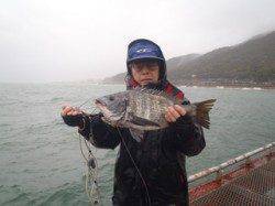 落とし込みでチヌ45cm in 須磨海づり公園