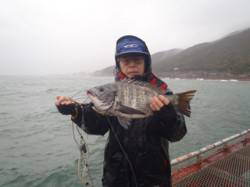 落とし込みでチヌ45cm in 須磨海づり…