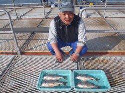 須磨海づり公園、投げ釣りでキビレ4枚