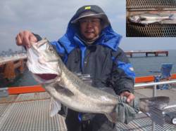 須磨海づり公園でスズキ78.5cm