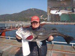 須磨海づり公園記録賞サイズのスズキ82.0cm！