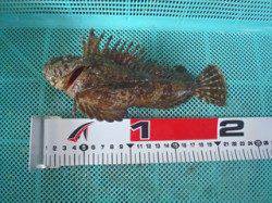 須磨海づり公園　落とし込みでオニオコゼの釣果