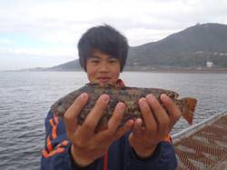須磨海づり公園　丸々太ったアイナメの釣果