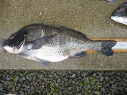 湯浅の磯で年なしチヌ53.0cm(2.55…