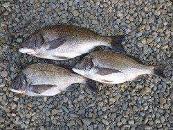 湯浅の磯でチヌ・グレの釣果