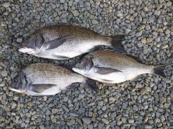 湯浅の磯でチヌ・グレの釣果