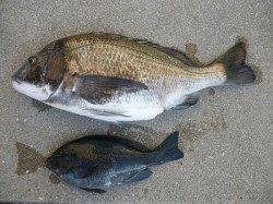湯浅の磯でチヌ好調！　年なし50.9cm
