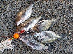 湯浅の磯でチヌ好調！　年なし50.9cm