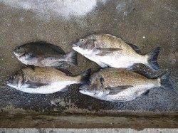 湯浅の磯、フカセでチヌ・グレ　いいサイズがでています