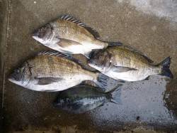 湯浅の磯、フカセでチヌ・グレ　いいサイズが…