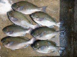 湯浅の磯　フカセでチヌ＆グレの釣果