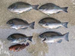 フカセで磯グレ、エサは半ボイルを使用