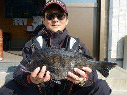 湯浅の磯、フカセ釣りでのチヌ釣果