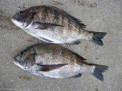 湯浅の磯　フカセでのチヌ釣果