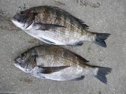 湯浅の磯　フカセでのチヌ釣果