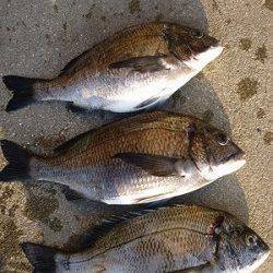 湯浅の磯フカセでナイスサイズのチヌ3枚