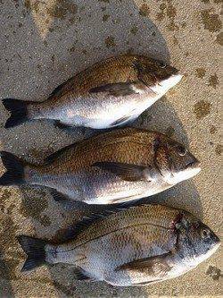 湯浅の磯フカセでナイスサイズのチヌ3枚