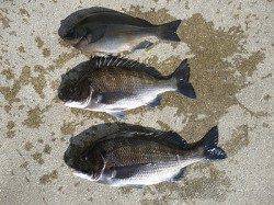 湯浅の磯フカセ釣りでのグレ・チヌ釣果