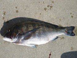 湯浅の磯〜大型のチヌが上がっています！