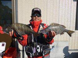 湯浅の磯〜大型のチヌが上がっています！