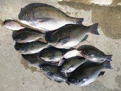 湯浅の磯フカセ釣りでのグレ・チヌ釣果